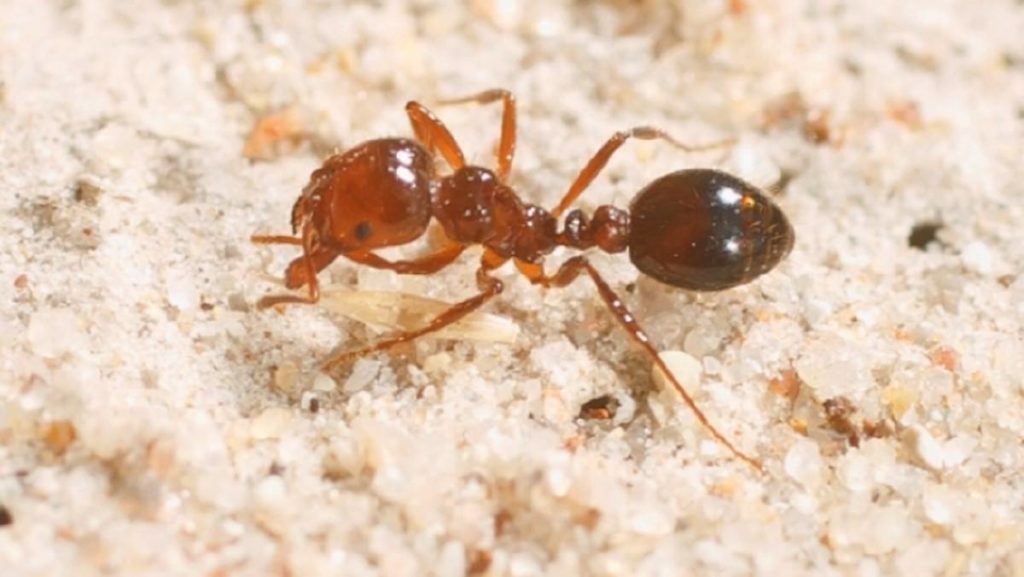 fire ant control brisbane pest nett