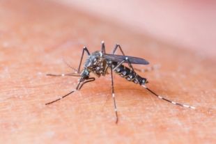 mosquito control brisbane pest nett