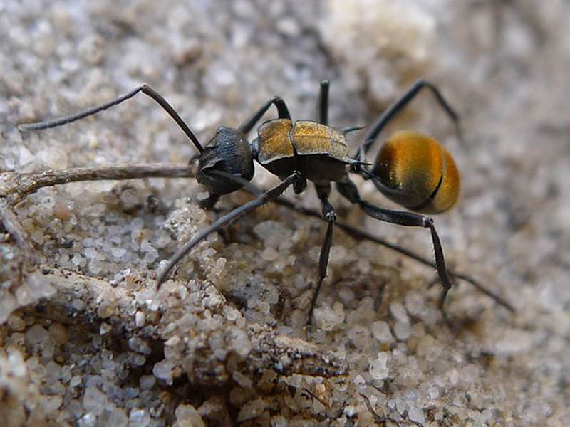 Golden Tailed Spiny Ant