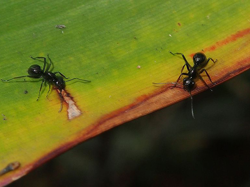 black weaver ant rattle ant