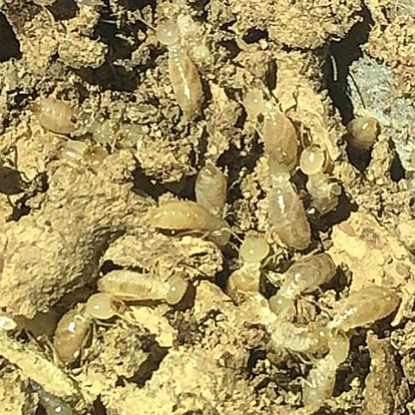 termite inspection bulimba pest nett