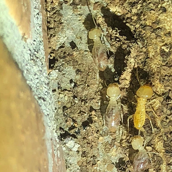 termite-inspections-brisbane-pest-nett