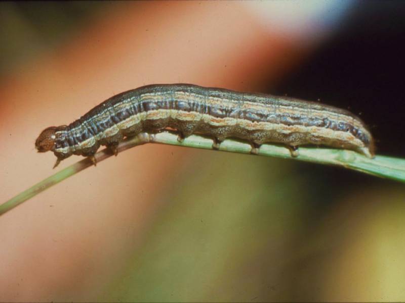 lawn armyworm