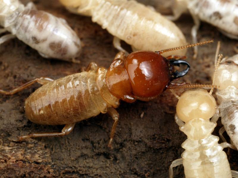 termites seq pest nett