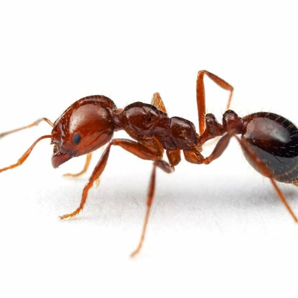 The Intriguing Yet Menacing Red Imported Fire Ants: Understanding the Impact From unassuming beginnings to becoming a notorious invasive species, the Red Imported Fire Ants (Solenopsis invicta) have garnered attention globally due to their aggressive behavior and painful stings. Originally hailing from South America, these ants have made a formidable mark across various continents, reshaping ecosystems and posing threats to both humans and biodiversity. Introduction to Red Imported Fire Ants. Red Imported Fire Ants (Solenopsis invicta) were first discovered in Australia in 2001. They were found in Brisbane, Queensland, which marked the initial invasion of these invasive ants into the country. This discovery triggered significant concern due to the potential ecological and economic impacts these ants could have on Australia's native ecosystems, agriculture, and public health. Since their arrival, efforts have been ongoing to control and manage their spread within Australia. Red Imported Fire Ants were inadvertently introduced to the United States in the 1930s through cargo shipments from South America. Their adaptive nature and prolific breeding quickly enabled them to colonize various landscapes, from urban areas to agricultural fields. These ants typically build large mounds in open spaces, which can reach heights of over a foot and house thousands of ants. Behavior and Characteristics These ants are characterized by their reddish-brown color and aggressive nature. They attack perceived threats collectively, delivering painful stings that result in raised, itchy welts. Their resilience and ability to thrive in diverse conditions have enabled them to outcompete native species, posing a significant threat to local ecosystems. Ecological Impact The presence of Red Imported Fire Ants can alter ecosystems profoundly. They prey on small animals, insects, and even crops, affecting local biodiversity and agricultural productivity. Their competitive advantage often leads to the displacement of native species, disrupting the delicate balance within ecosystems. Human Impact Beyond ecological consequences, these ants also pose a threat to humans. Their stings can cause severe allergic reactions in some individuals, leading to medical emergencies. Infestations in residential areas can create challenges for homeowners, as eradication requires careful and often expensive pest control measures. Control and Management Efforts to control and manage Red Imported Fire Ant populations have been ongoing. Various methods, including baiting, chemical control, and biological control agents, have been employed to mitigate their spread and impact. However, eradication remains challenging due to their adaptability and widespread distribution. Conclusion The presence of Red Imported Fire Ants represents a complex challenge requiring a multifaceted approach involving scientific research, community engagement, and effective pest management strategies. Understanding their behavior, impact, and the mechanisms to control their spread is essential to mitigate their threats to ecosystems, agriculture, and human well-being. While these ants continue to be a cause for concern, ongoing research and collaborative efforts provide hope for managing and mitigating the impact of this invasive species, ensuring a more balanced and harmonious coexistence between humans and the natural world Using a professional company to eradicate Red Imported Fire Ants offers several advantages: Expertise and Experience: Professional pest control companies have trained experts with extensive knowledge and experience in dealing with various pests, including Red Imported Fire Ants. They understand the behavior, biology, and effective eradication methods specific to these ants, increasing the chances of successful elimination. Safe and Effective Methods: Professional companies employ safe and approved methods for pest control. They use specialized equipment and treatments that are both effective against the ants and safe for humans, pets, and the environment. They know how to handle potentially harmful chemicals or baits responsibly. Tailored Solutions: A professional company will assess the extent of the infestation and customize a treatment plan suited to your specific situation. They can identify the most vulnerable areas and develop a targeted approach to eradicate the ants efficiently. Preventative Measures: Beyond eradication, professionals can offer advice on preventative measures to help minimize the risk of future infestations. This may include recommendations for landscaping adjustments, sealing entry points, and ongoing monitoring to prevent re-infestation. Guaranteed Results: Many professional pest control services offer guarantees or warranties for their work. This means they may provide follow-up visits or additional treatments if the initial eradication process doesn’t completely resolve the issue, offering peace of mind to homeowners. Time and Convenience: Dealing with a Red Imported Fire Ant infestation can be time-consuming and challenging. Hiring professionals allows you to delegate this task to experts, saving you time and hassle while ensuring the problem is handled efficiently. Compliance with Regulations: Pest control companies are well-versed in local regulations and laws governing the use of pesticides and pest control methods. They ensure compliance with these regulations, preventing any legal issues that may arise from improper handling of chemicals or treatments. In summary, engaging a professional pest control company for Red Imported Fire Ant eradication offers a comprehensive and strategic approach, utilizing their expertise, resources, and safe methods to effectively eliminate these invasive pests while minimizing risks to humans and the environment